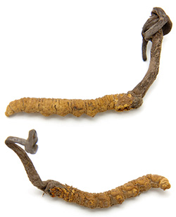 Cordyceps_sinensis_Raupenkeulen_Pilz_250