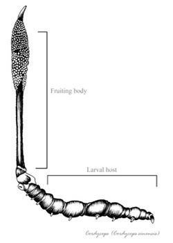 Cordyceps_sinensis_Skizze